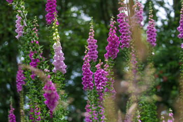 Purple foxglove flowers in a forest © Marissa