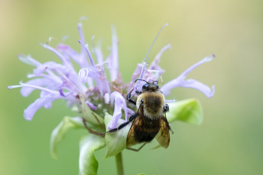 Bumblebee on a purple flower