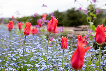 Obraz premium Field of red tulips among purple and blue flowers