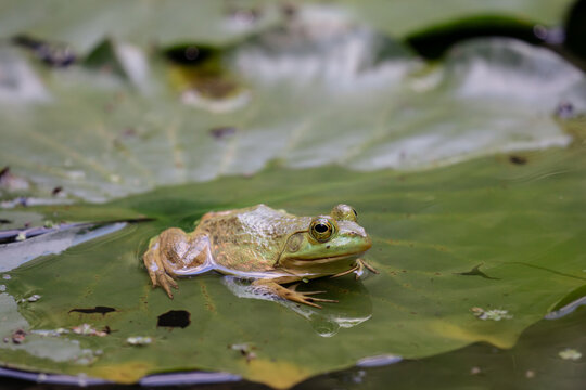 American bullfrog on a lily pad