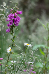 Purple foxglove and white wandering daisies in a meadow © Marissa