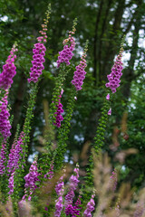Purple foxglove flowers in a meadow © Marissa