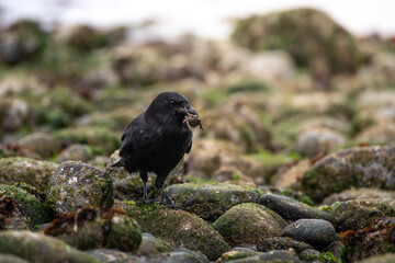 Fototapeta premium Pacific Northwest crow holding small crustacean in beak