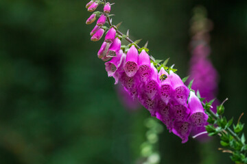 Close-up of magenta foxglove flower © Marissa