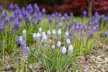 Fototapeta premium Purple and white lupine wildflowers in a grassy field