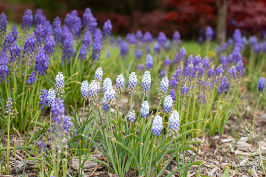 Purple and white lupine wildflowers in a grassy field