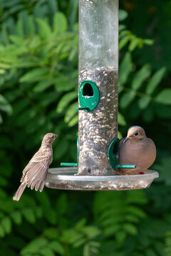 Sparrow and mourning dove at a bird feeder