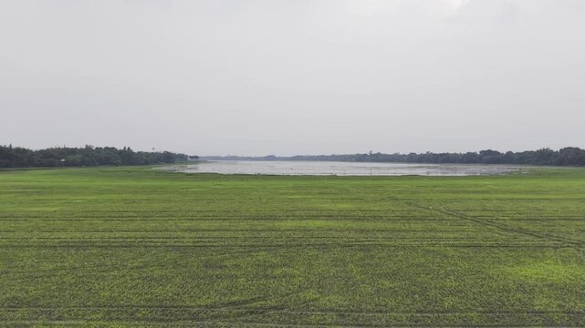 Forward-moving drone view of green farmland, cultivated fields, and rural landscapes surrounding Nazirpur Beel in western Bangladesh.