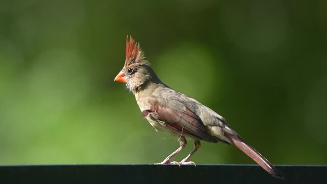 Femail cardinal on branches