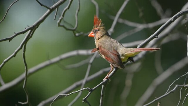 Femail cardinal on branches