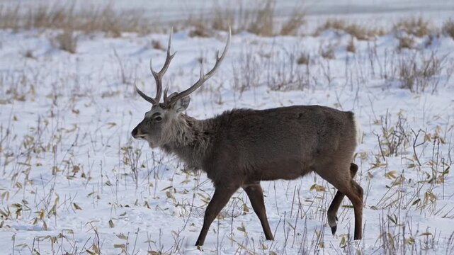 Elk in the snow field
