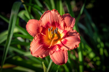 Obraz premium Vibrant Red Daylily Bloom With Yellow Throat and Stamens in Garden Setting