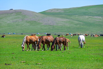 Fototapeta premium Scenic view of a herd of horses on the grassland in the Muerqile River Valley, Hulunbuir, Inner Mongolia, China