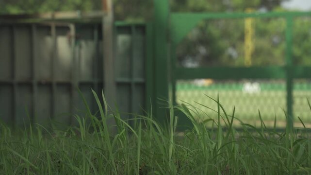 夏の野球場、バックネット裏の雑草と新緑の木々、日陰のコントラスト（インサート）