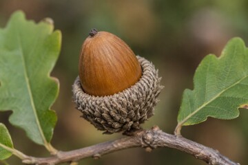 Oak acorn emerging from its cupule under natural light, highlighting its oval shape. © Sylvia