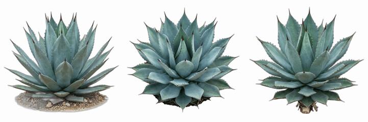 Set of Blue Agave Plants Isolated on White Background, Exotic Succulents for Desert Landscapes, Sharp Pointed Leaves of Agave Americana, Botanical Photography for Garden Design, Drought Tolerant Plant © ploki
