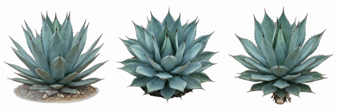 Set of Blue Agave Plants Isolated on White Background, Exotic Succulents for Desert Landscapes, Sharp Pointed Leaves of Agave Americana, Botanical Photography for Garden Design, Drought Tolerant Plant