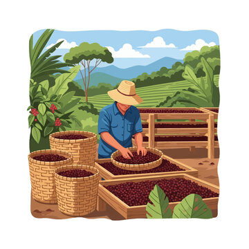 Vector illustration of a farm worker in a straw hat sorting coffee cherries into wooden drying beds and baskets at a rural hillside plantation with mountains in the background.