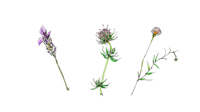 ラベンダーとエリゲロンとフォプティス・スティローサの手描き鉛筆水彩イラストセット
 Lavender erigeron and phuopsis stylosa flowers hand-drawn pencil watercolor illustration set