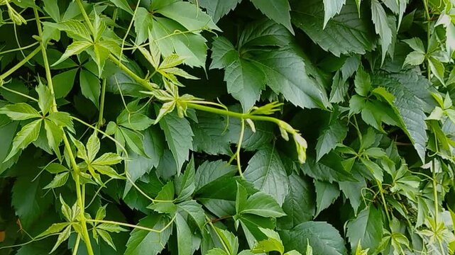 A green, winding maiden grape vine with delicate tendrils stretching through lush green foliage showcases its natural growth and development against a vibrant landscape