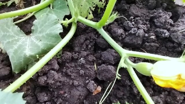 Green zucchini plant with large leaves and yellow flowers growing in rich dark soil, showcasing the development of the plant in a garden setting