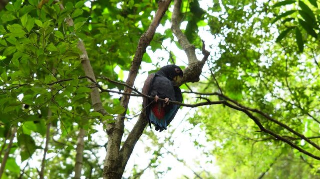 Horizontal image of a parrot in a natural environment scratching its feathers while perched on a branch. The photograph captures a moment of grooming behavior, highlighting the bird's natural habits a