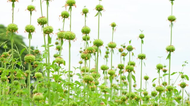 Wide establishing shot of a field filled with Leonotis nepetifolia plants in full bloom, where a Rufous-tailed Hummingbird (Amazilia tzacatl) is seen feeding on nectar. The image captures a rich ecolo