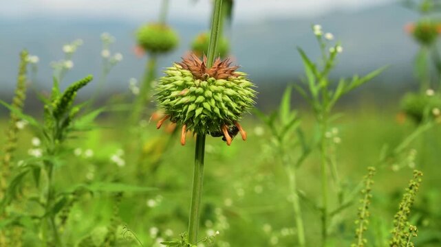Horizontal image of a small bee interacting with the flowers of Leonotis nepetifolia (commonly known as &ldquo;cord&oacute;n de fraile&rdquo; or lion&rsquo;s ear plant). The photograph captures a natural pollination moment in