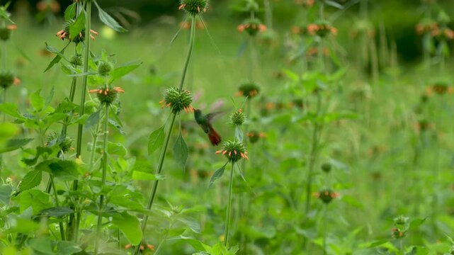 Horizontal image of a Rufous-tailed Hummingbird (Amazilia tzacatl) feeding from several Leonotis nepetifolia flowers. The photograph captures an active pollination sequence, showing the bird moving be