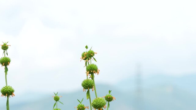 Horizontal image of a Ruby-topaz Hummingbird (Chrysolampis mosquitus) feeding on the flowers of Leonotis nepetifolia. The photograph captures a precise pollination moment, highlighting the bird&rsquo;s irid
