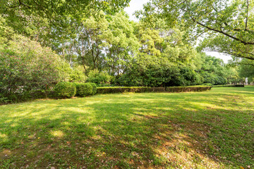 Obraz premium Various trees in the autumn park
