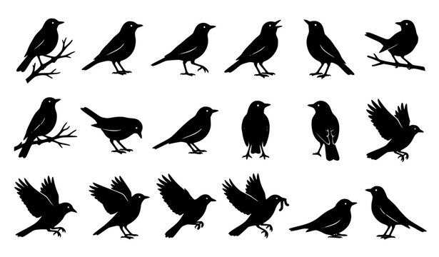 American Robin Bird Silhouette Vector Set with Perched Flying and Standing Wildlife Icons