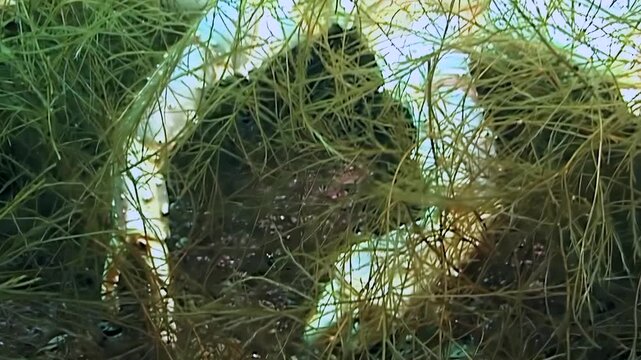 Close-up view captures magnificent Red King Crab, Paralithodes Camtschaticus, moving amongst dense green aquatic plants on Arctic ocean floor. Its imposing red shell peeks from vibrant marine life.