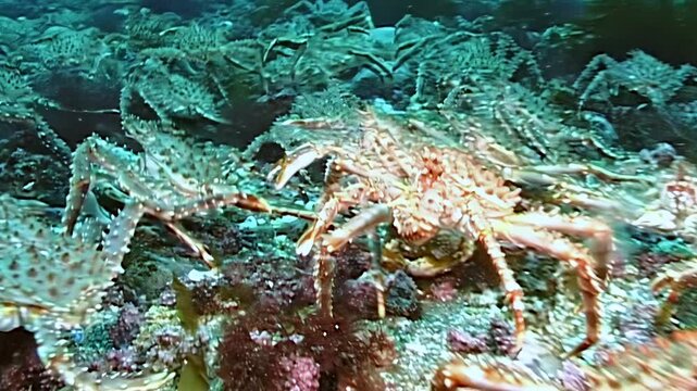Large Red King Crabs, Paralithodes Camtschaticus, embark on a spectacular migration. They cover the Arctic seabed, moving through the ocean's cold, deep, mysterious waters.