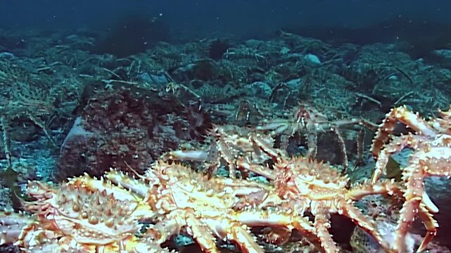 Large red King Crabs Paralithodes Camtschaticus journey across the cold Arctic seabed.