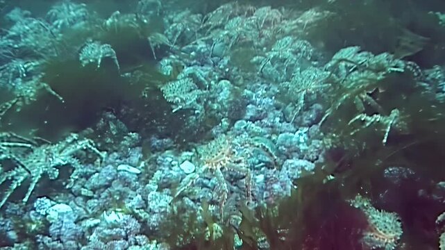 Large Red King Crabs, Paralithodes Camtschaticus, undertake a silent migration across the vast, chilling seabed in the deep, cold waters of the Arctic. A breathtaking natural spectacle.