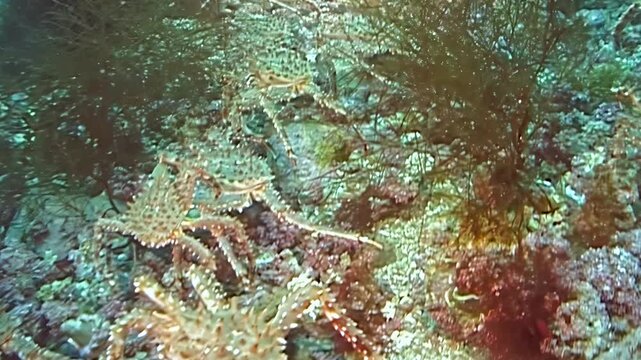 A mesmerizing migration of large red King Crab Paralithodes Camtschaticus unfolds on the Arctic seabed. These magnificent crustaceans journey through the cold, deep waters.