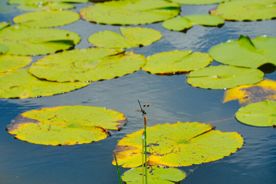 landscape of Lake Wales is a historic city in Polk County, Florida, highest point of Florida