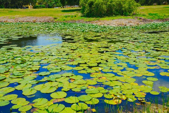 landscape of Lake Wales is a historic city in Polk County, Florida, highest point of Florida