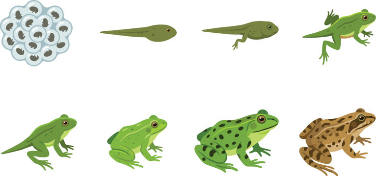Frog life cycle vector illustration set showing frogspawn tadpoles growth stages and adult frogs