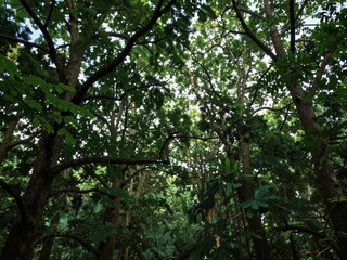 Fototapeta premium Dense forest canopy with interwoven branches and lush green foliage filtering sunlight from above