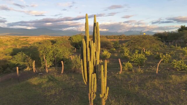 Aerial view of the arid landscape of Tatacoa Desert with tall cacti and dry vegetation under a cloudy sky in Villavieja, Huila, Colombia.