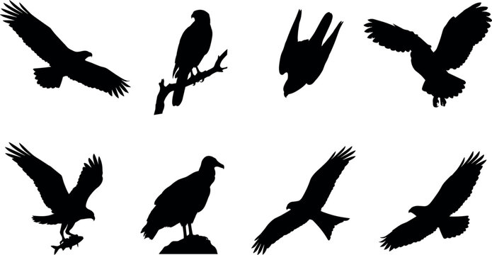 Collection of black bird of prey silhouettes including eagle hawk falcon vulture and osprey
