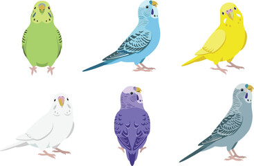 Fototapeta premium Colorful Budgerigar Parakeet Vector Illustration Set Featuring Various Budgie Bird Mutations and Plumage Colors for Pet Lovers and Avian Graphic Designs
