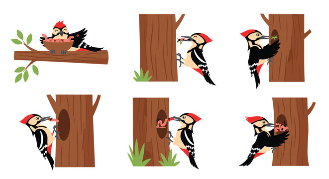 Multi-stage illustration showing a hardworking woodpecker foraging for worms and insects to feed its young chicks in a tree nest.