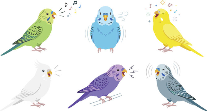 Colorful Singing Budgerigar Parakeet Vector Illustration Set Featuring Vocal Budgie Birds Chirping, Whistling, and Tweeting Sound Notes for Pet Shop Graphic Designs