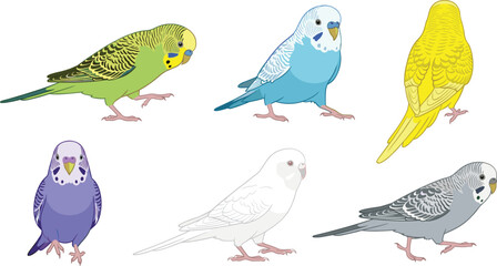 Fototapeta premium Colorful Budgerigar Parakeet Vector Illustration Set Featuring Multiple Budgie Birds Walking and Standing in Various Poses for Pet Lovers and Avian Graphic Designs
