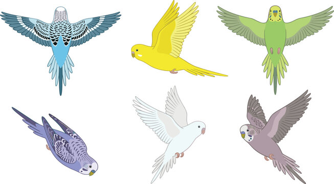 Flying Budgerigar Parakeet Vector Illustration Set Featuring Colorful Budgie Birds in Flight with Open Wings for Avian Designs and Pet Shop Media
