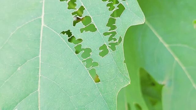 Close Up View Of Green Leaf Chewed By Garden Insects