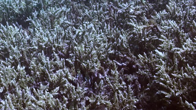 A vast field of intricate stony corals creates a vibrant, thriving ecosystem on the deep ocean floor. Gentle sunlight illuminates this silent marine wilderness, showcasing its delicate beauty.